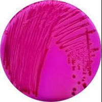 ChromoCult RAMBACH™ Agar ref. to ISO 6579 (kit for 4x 1000 ml)