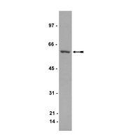 Product Image of SUPELCLEAN ENVI-18 6CC 1GM, 30pc