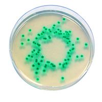 Product Image of Enterobacter Sakazakii Agar für die Mikrobiologie Chromocult, 100 g