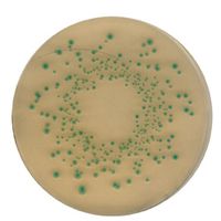 Product Image of ChromoCult Listeria Agar Anreicherungs-Supplement, 10 Vials, die Zubereitung von 5l Listeria Selektiv Agar, 10 Vials
