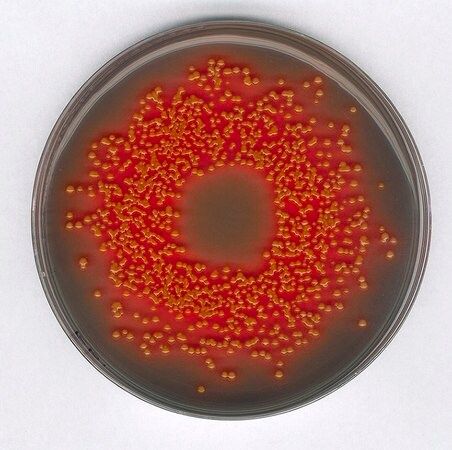 Merck Hektoen Enteric Agar für Mikrobiologie, 500 g