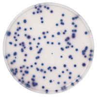 Product Image of Coliformen Agar ES (Enhanced Selectivity) für die Mikrobiologie Chromocult, 500 g