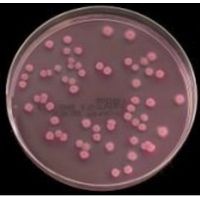 Product Image of Violet Red Bile Agar, X20 Poured plates, 10 pc/PAK