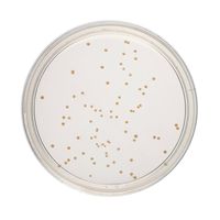 Product Image of R2A-Agar