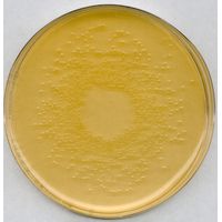 Product Image of DEV nutrient agar for microbiology, 500 g