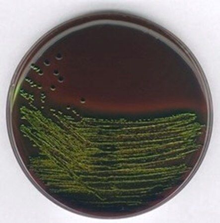 Sigma-Aldrich EMB-AGAR, für DIE MIKROBIOLOGIE, 500 g