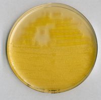 Merck Pseudomonas agar F (base) for microbiology, 500 g