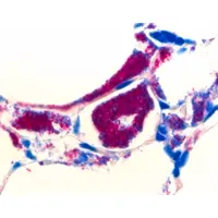 Product Image of Hydrochloric acid-Alkohol for microscopy, 1 Liter