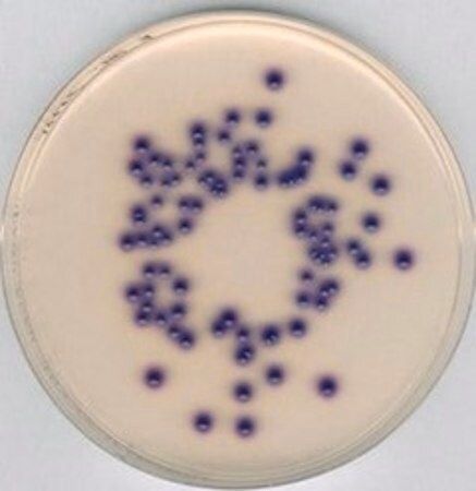 Sigma-Aldrich Coliform ChromoSelect Agar, für die Mikrobiologie, 27g