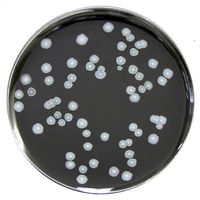 Product Image of Oxoid™ Legionellen MWY Selektiv-Supplement, für 100ml Medium