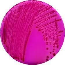 Merck ChromoCult RAMBACH Agar ref. to ISO 6579 (kit for 4x 1000 ml)