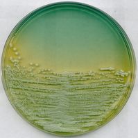 Merck WL-Nähragar für die Mikrobiologie, 500 g
