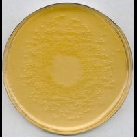 DEV-Nähragar für die Mikrobiologie, 500 g