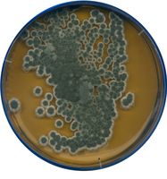 Merck Malzextrakt-Agar für die Mikrobiologie, 500 g