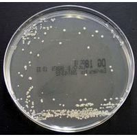 Product Image of Dichloran Glycerol (Dg-18) Sel Medium, 90 mm plate, 10 plates/PAK, Durability days: 98
