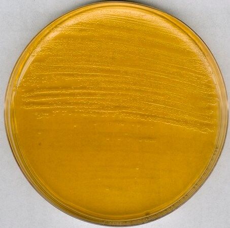 Merck Hirn-Herz-Agar (BHI-Agar) nach FDA-BAM GranuCult prime, 500 g