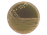 Merck M 17-Agar nach TERZAGHI für die Mikrobiologie, 500 g