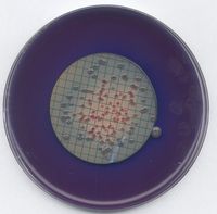 Merck M-FC-Agar für die Mikrobiologie, 500 g