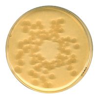 Product Image of CASO-Bouillon strahlensterilisiert Caseinpepton-Sojamehlpepton-Bouillon, 5 kg, USP für die Mikrobiologie