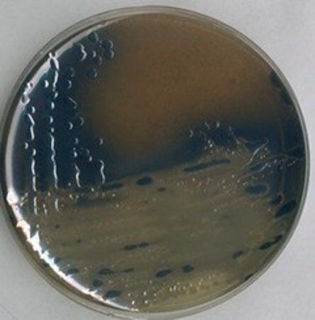 Sigma-Aldrich BISMUTSULFIT-AGAR, für DIE MIKROBIOLOGIE, 500 g