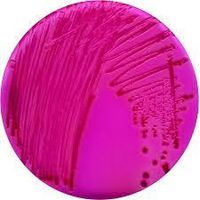 Product Image of ChromoCult RAMBACH™ Agar ref. to ISO 6579 (Kit for 4x 1000 ml)