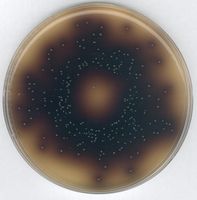 Merck Galle Aesculin Azid Agar, nach ISO 7899-2 für die Mikrobiologie, 500 g