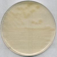 Product Image of R2A Agar für die Mikrobiologie, 5 kg