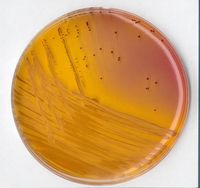 Merck KF-Streptokokken-Agar (Basis) für die Mikrobiologie, 500 g