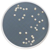 Millipore Milliflex-Kassette, vorgefüllt mit Sabouraud-Dextrose-Agar