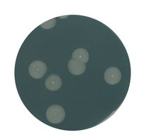 Merck Hefeextrakt-Agar für die Mikrobiologie, 500 g