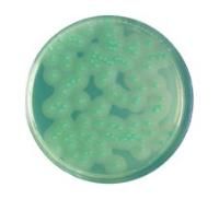 Merck ChromoCult Listeria Agar Selective-Supplement Lyophilisate, 10 Vials, for preparation of 5 l Listeria Selective Agar