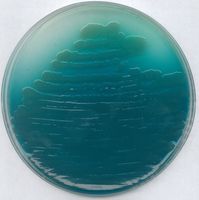 Merck Pseudomonas-Agar P (Basis) für die Mikrobiologie, 500 g
