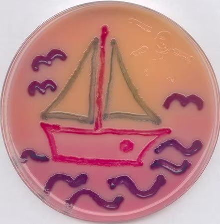 Merck ChromoCult RAMBACH Agar ref. to ISO 6579 (Kit for 4x 250 ml)