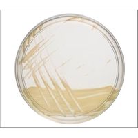 Product Image of Pseudomonas CFC selective medium, 90 mm plate, 10 plates/PAK, Culture Medium 20-80/100-500/>500Durability days: 70, at 6-12°C