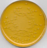 Merck Universal-Bier-Agar für die Mikrobiologie, 500 g