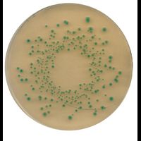 Chromocult TBX (Tryptone Bile X-glucuronide) Agar, Für die Mikrobiologie