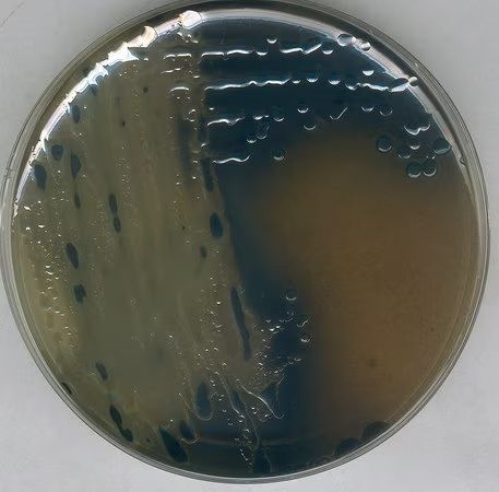Merck Bismuth Sulfit (BS) agar nach WILSON und BLAIR nach FDA-BAM GranuCult prime, 500 g