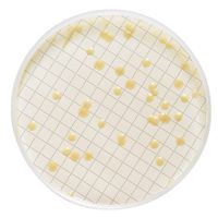 Product Image of Filtermedienplatte, vorgefüllt mit Trypticase-Soja-Agar, für Milliflex OASIS, 10 ml, für 2 x 48 Tests