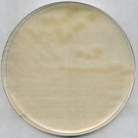Merck R2A Agar for microbiology, 500 g