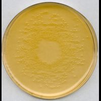 Product Image of DEV Lactose peptone broth for microbiology, 500 g