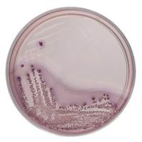 Product Image of VRBD-Agar, Fertigplatten (90 mm), ISO-zertifiziert, 10 St/Pkg