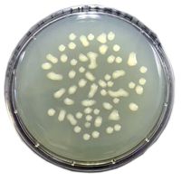Product Image of Platter Casein Peptone Soymeal Peptone Agar with Disinhibitor, 10 plates/PAK, Durability days: 105, orderable only in steps of 2
