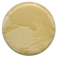 Merck LB-Agar (MILLER) für die Mikrobiologie, 500 g