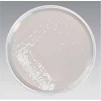 Product Image of Sabouraud Glucose Agar, 10 pc/PAK