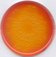 Merck Desoxycholat-Lactose-Agar für die Mikrobiologie, 500 g