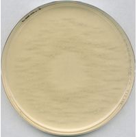 Product Image of ROGOSA-Agar Lactobacillus-Selektivagar für die Mikrobiologie, 500 g
