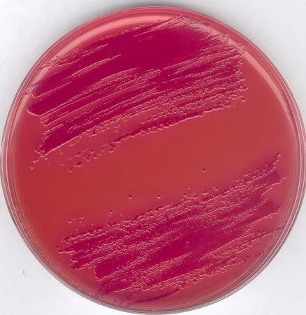 Merck Yersinia CIN (Cefsulodin, IrgasanTM, Novobiocin) Agar (Basis) nach SCHIEMANN nach ISO 10273 GranuCult prime, 500 g