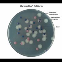 Chromo Coliform Agar, 500 g
