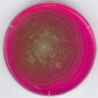 Merck Bengalrot-Chloramphenicol-Agar für die Mikrobiologie, 500 g