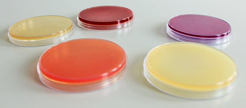 DB1611122.5000 - PharmaBio® King B Agar (agar Base+supplement) KIT ...